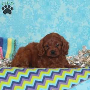 Wren, Cavapoo Puppy